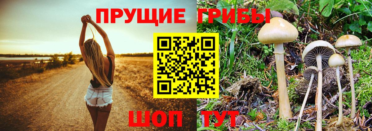 Ачинск  Псилоцибиновые грибы Psilocybine cubensis  сколько стоит  Вход с VPN  Псилоцибиновые грибы ЛСД 
